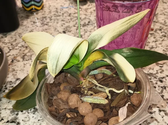 sun burn, orchid, damaged